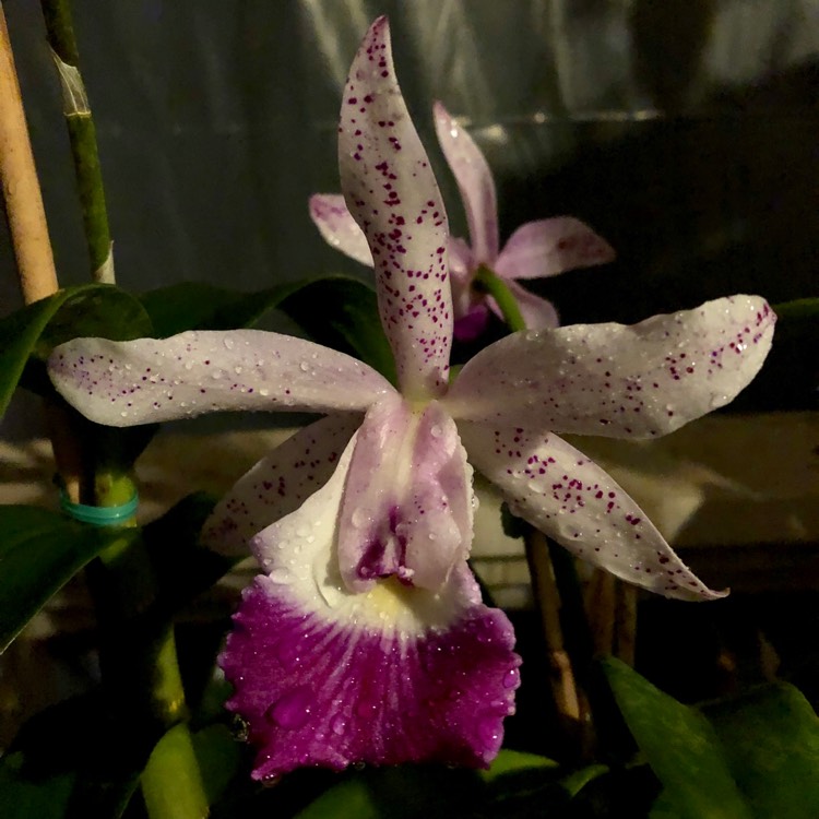 plant image 922981