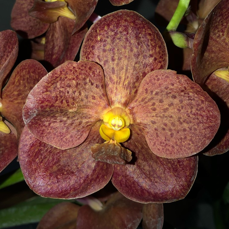 Plant image Vanda