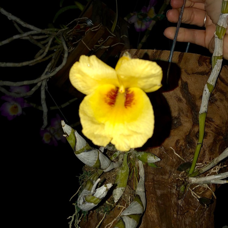 plant image 947915