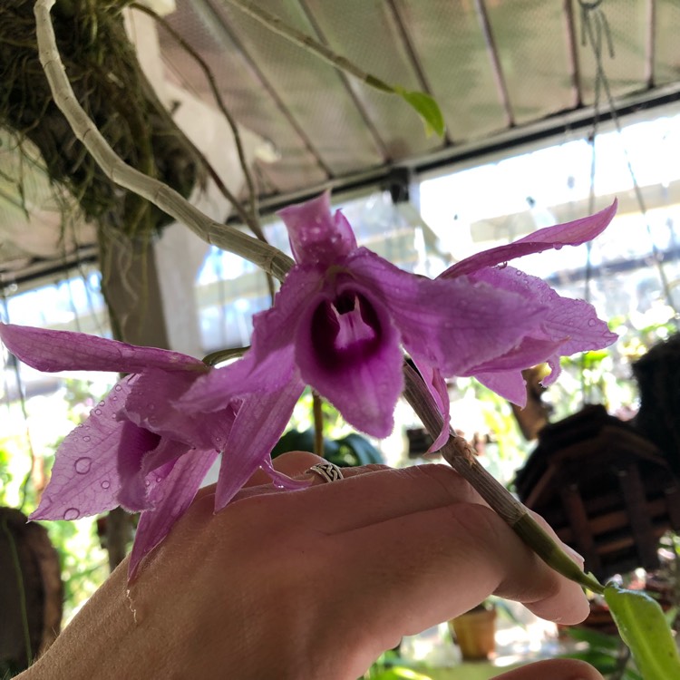 Plant image Dendrobium anosmum syn. Dendrobium superbum