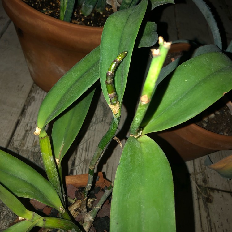plant image 956422