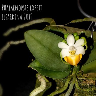 Phalaenopsis lobbii 