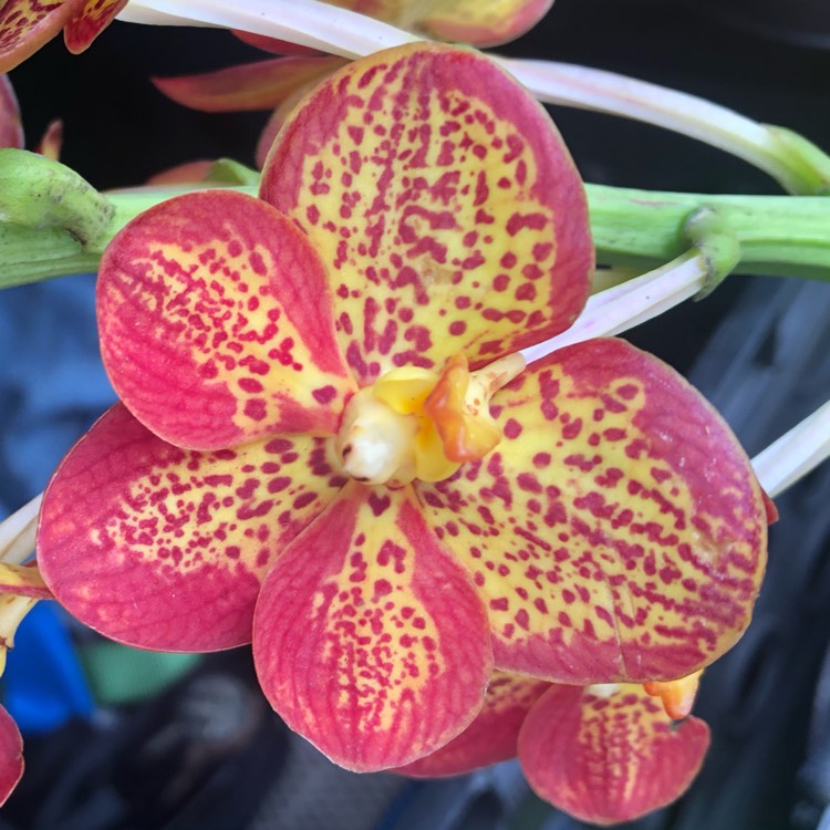 plant image 960914