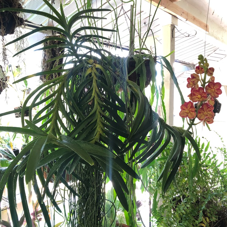 plant image 960946