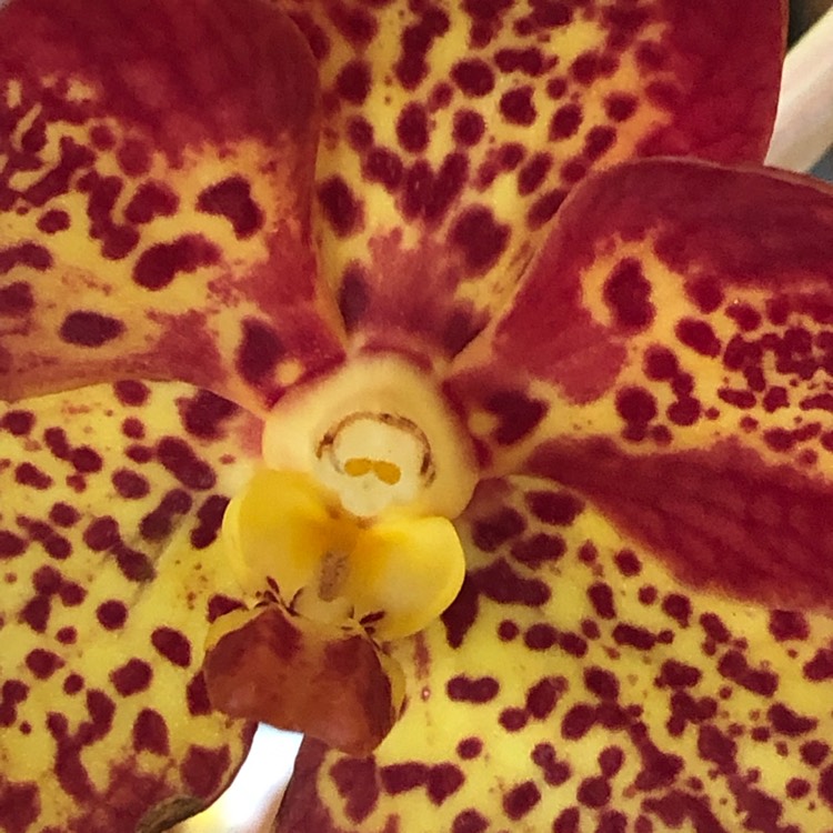 plant image 964327