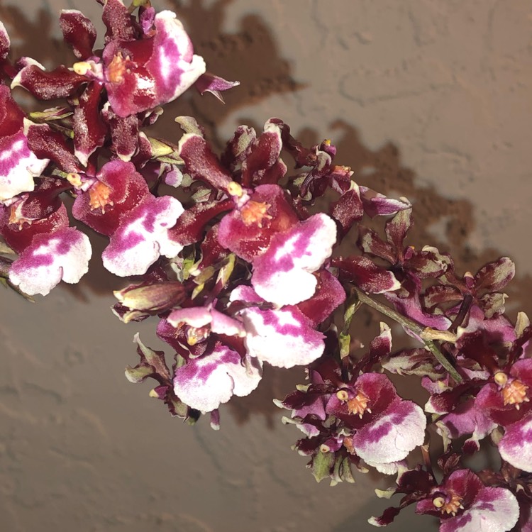 plant image 970050