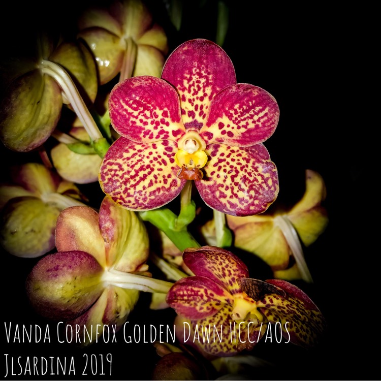 plant image 976389