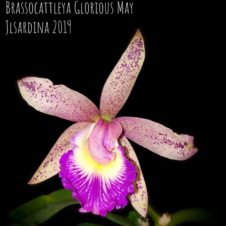 plant image 976395