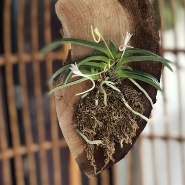 Neofinetia falcata 'Kutsuwamushi'