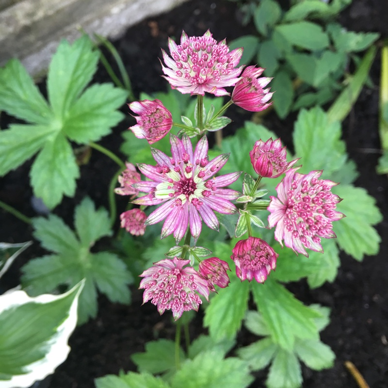 Plant image Astrantia major 'Star of Beauty' (Sparkling Stars Series)
