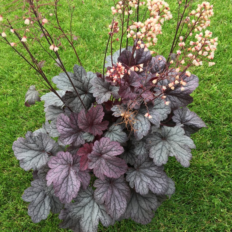 Plant image Heuchera 'Shanghai'