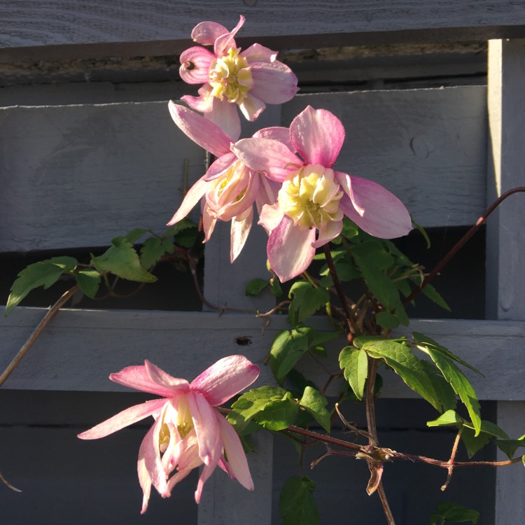 plant image 385999