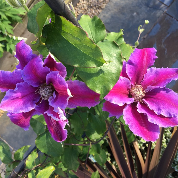 plant image 400771