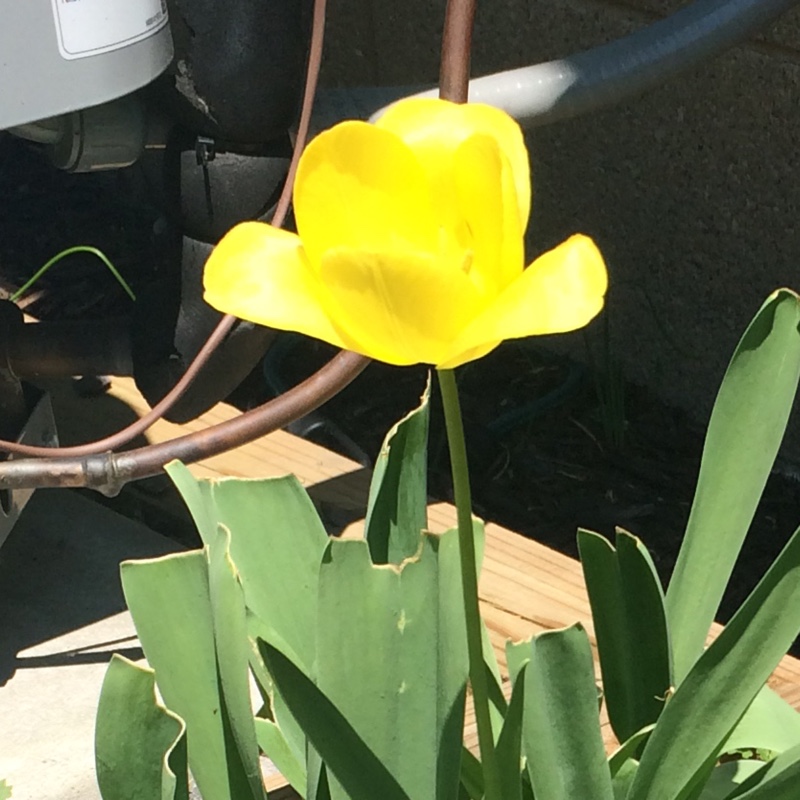 plant image 88005
