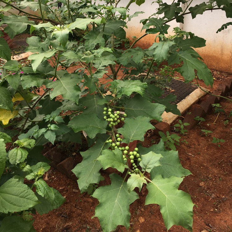 plant image 1329263