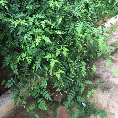 Winter Jasmine