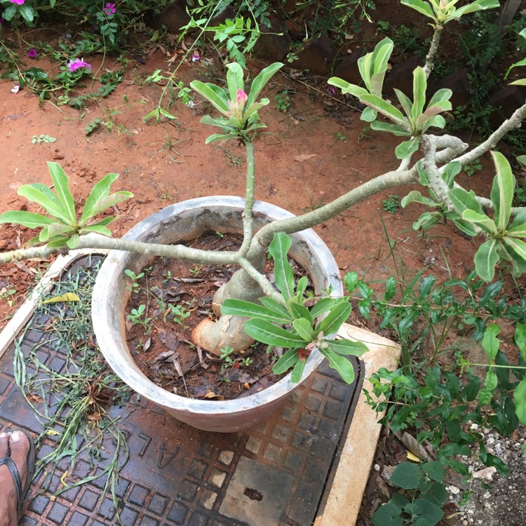 plant image 1329302