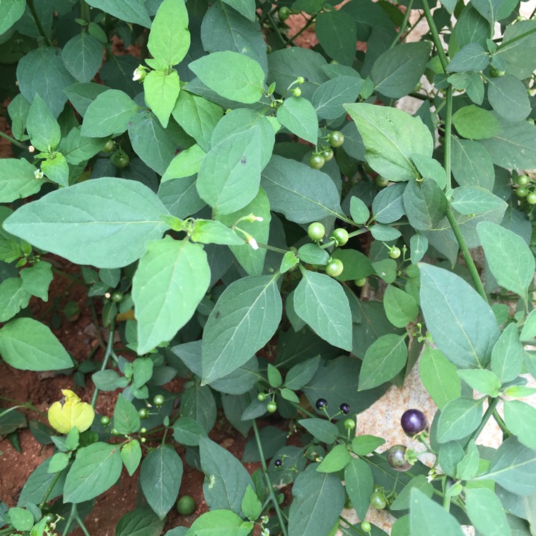 plant image 1336259