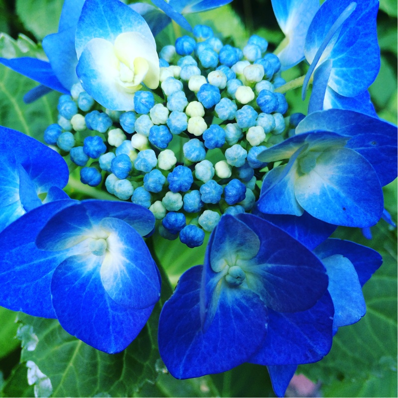 Hydrangea
