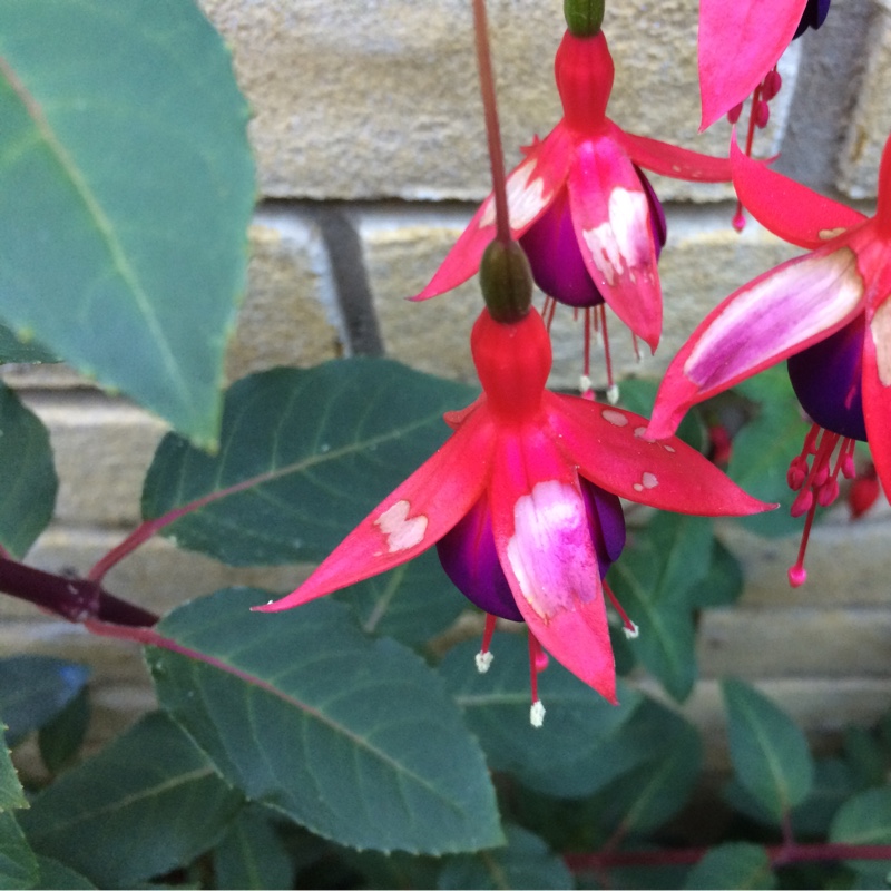 Jo's garden