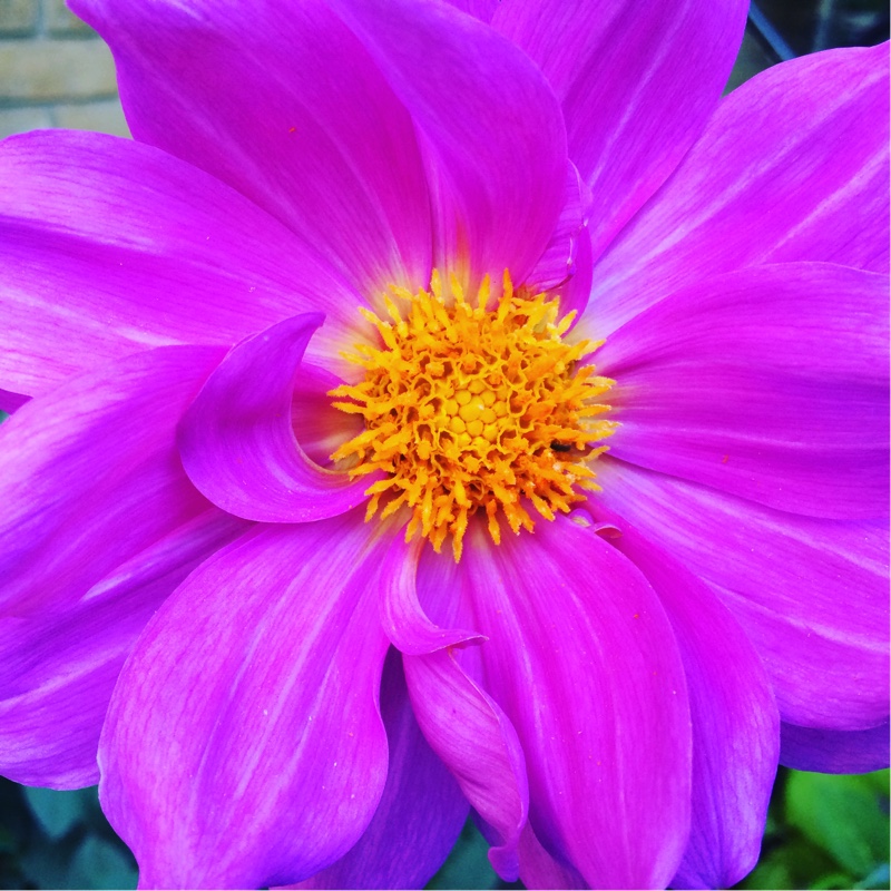 Dahlia 'Annika' (Single-flowered)