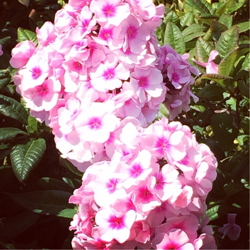 Phlox 'Bright Eyes'