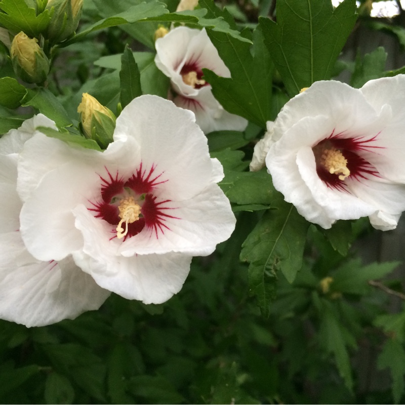 Rose Of Sharon 'Red Heart'