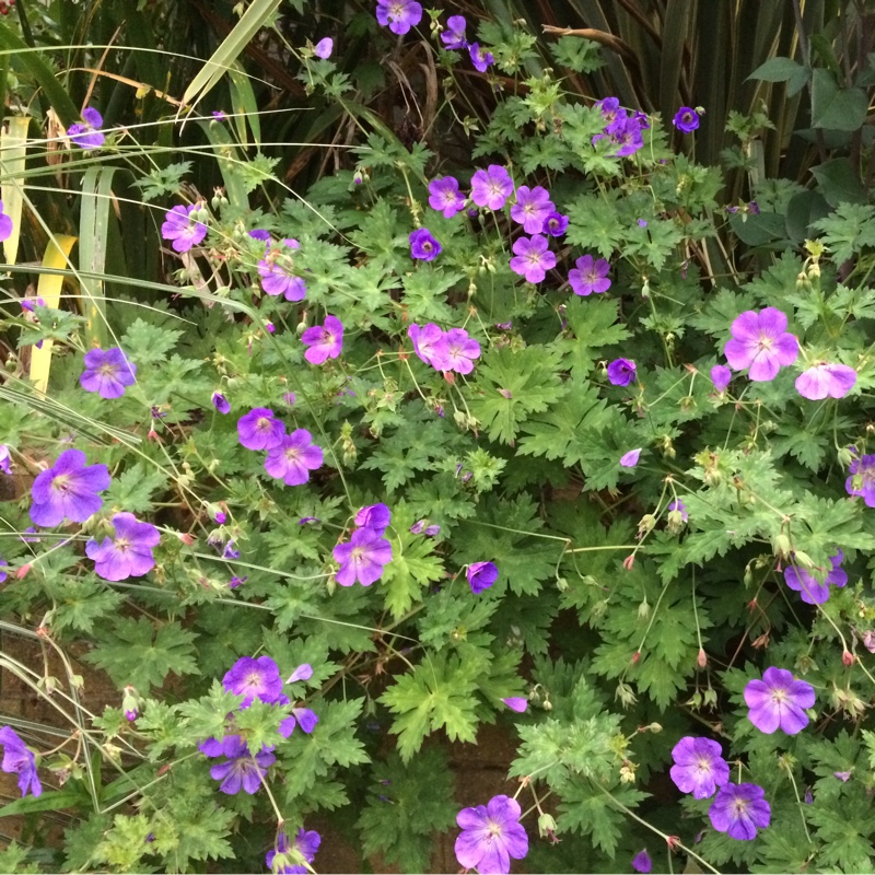 Cranesbill 'Rozanne'