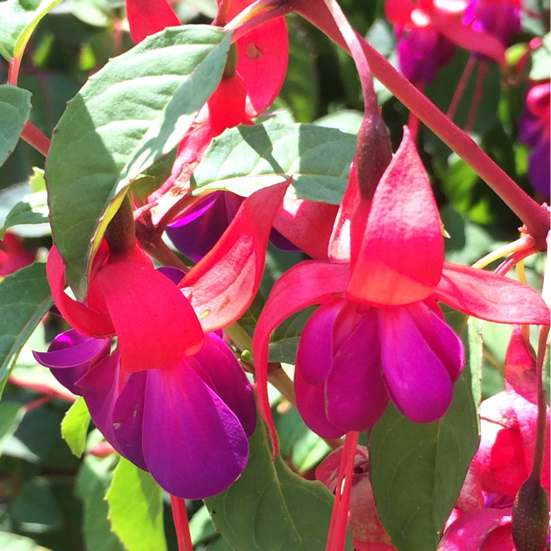 Fuchsia (Tender)
