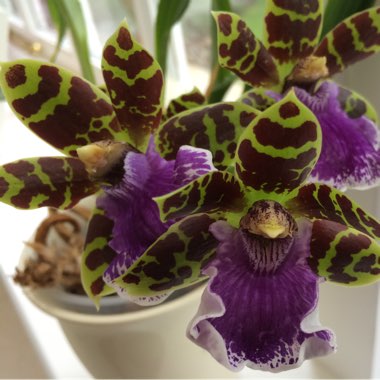 Zygopetalum Orchid