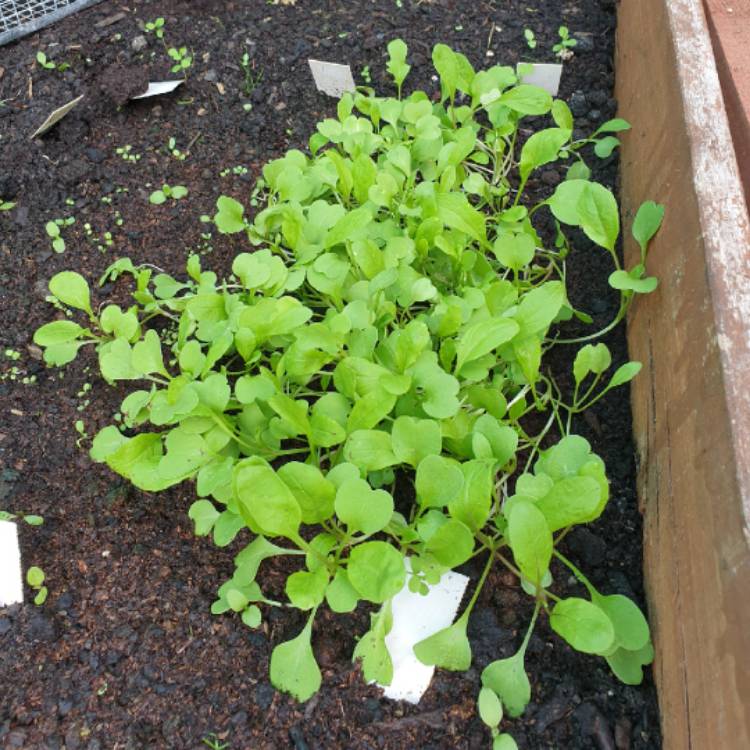Plant image Lactuca sativa 'Salad Bowl'