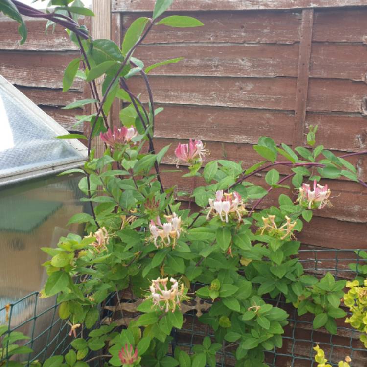 plant image 1509438