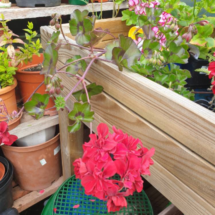 plant image 1509442
