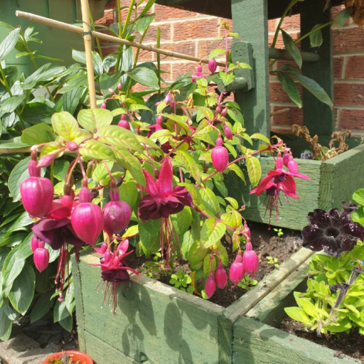 Plant image Fuchsia 'Blackie'