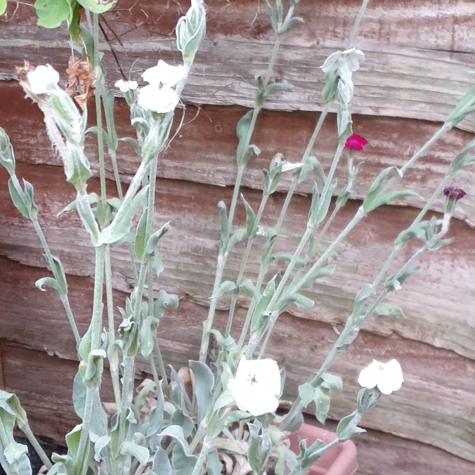 plant image 1606750