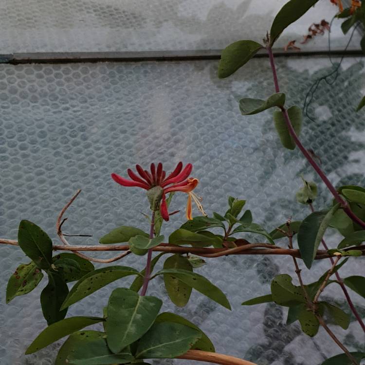 Plant image Lonicera periclymenum 'Serotina' syn. Lonicera periclymenum 'Florida'