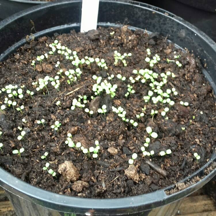 plant image 654863