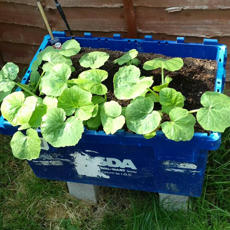 plant image 711346 plant image 711346