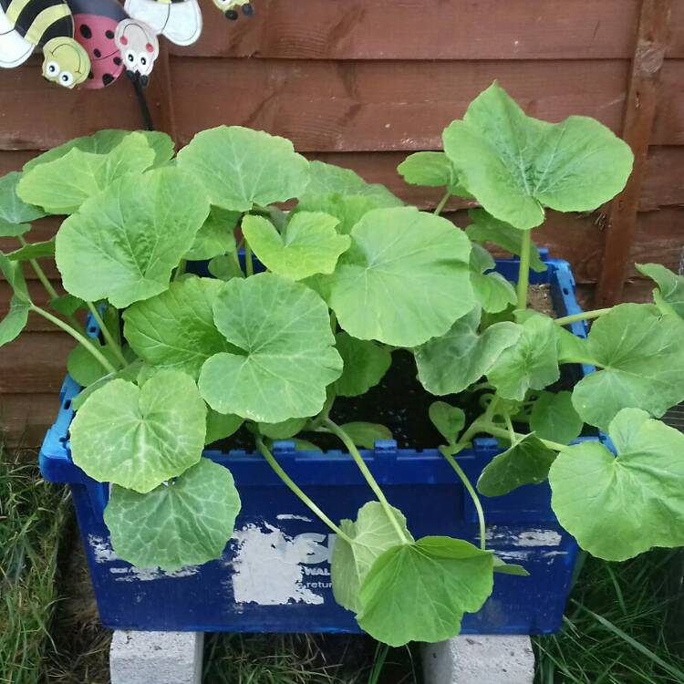 plant image 721756 plant image 721756