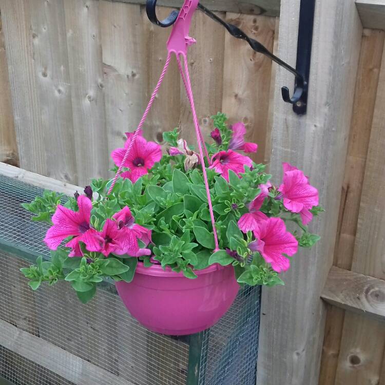plant image 721761