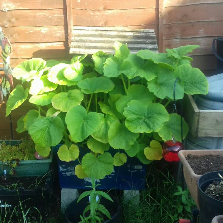 plant image 743796 plant image 743796
