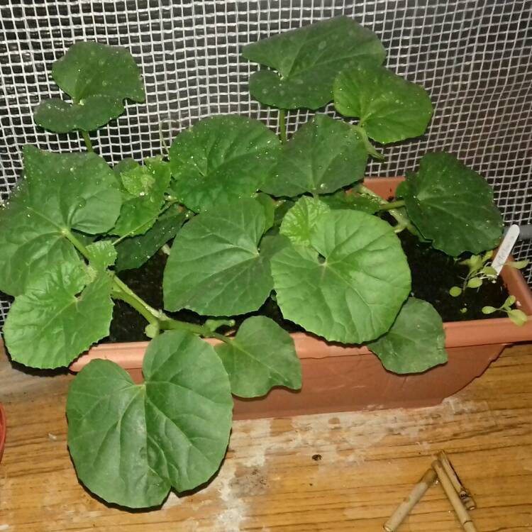 plant image 757640 plant image 757640