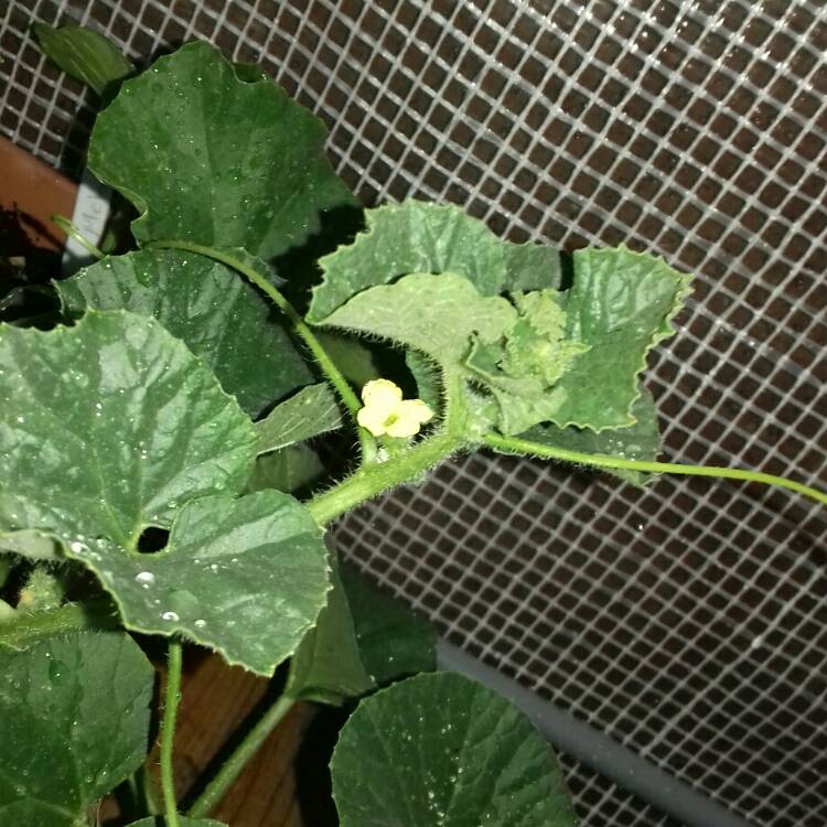 plant image 776085 plant image 776085