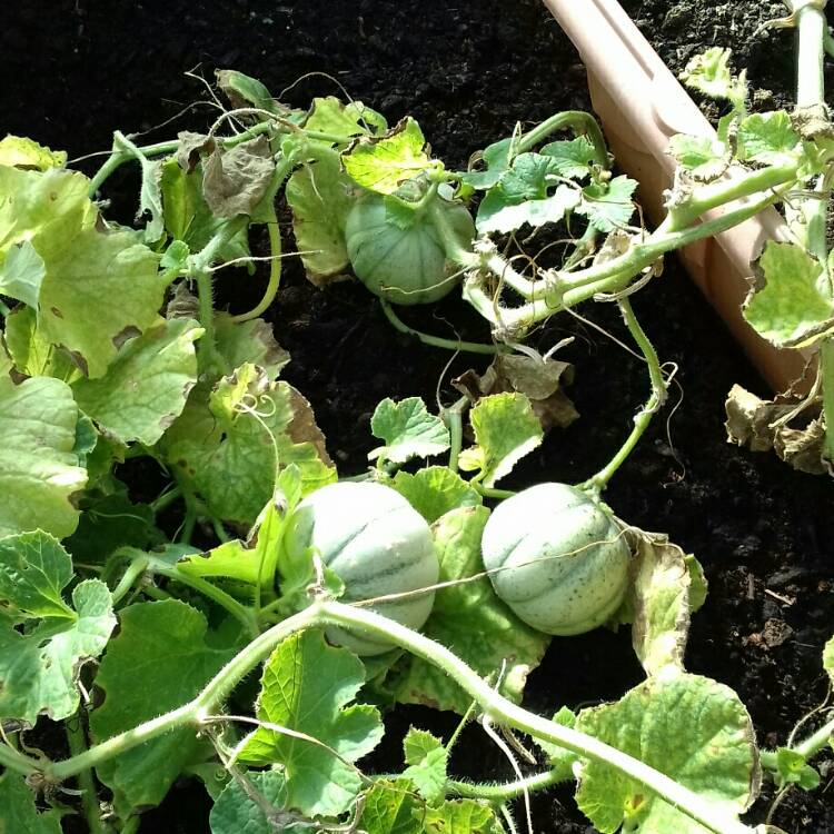 Plant image Cucumis Melo