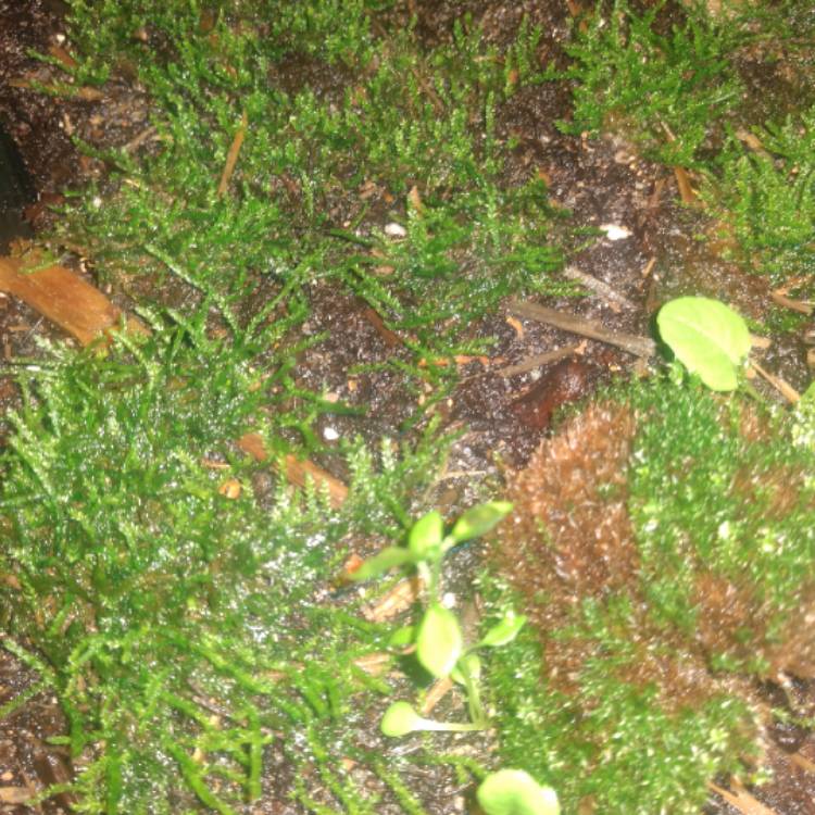 Plant image Sphagnum Moss