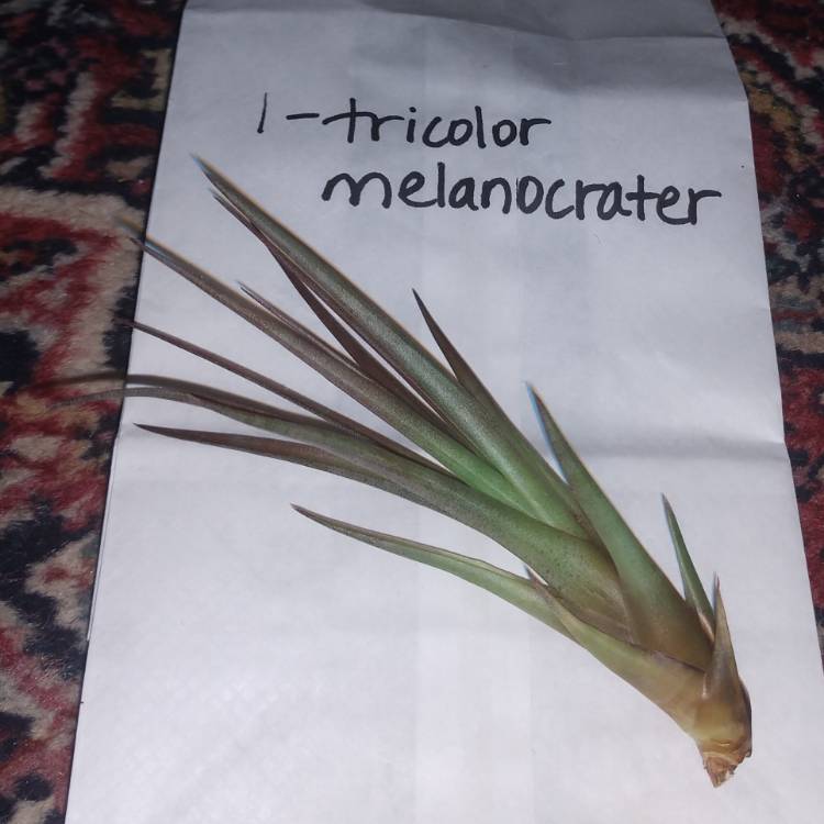 Plant image Tillandsia tricolor var. melanocrater