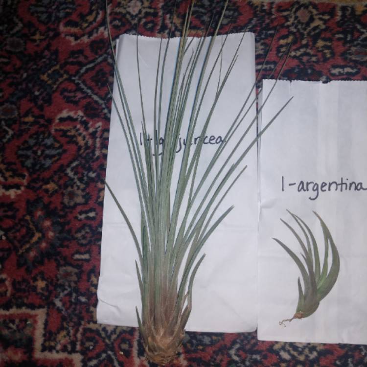 Plant image Tillandsia juncea