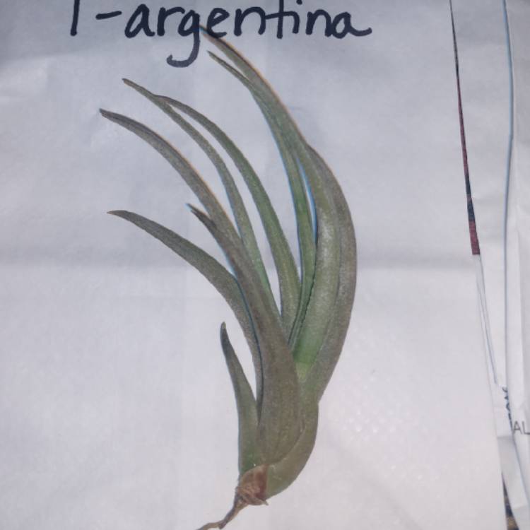 plant image 1186823