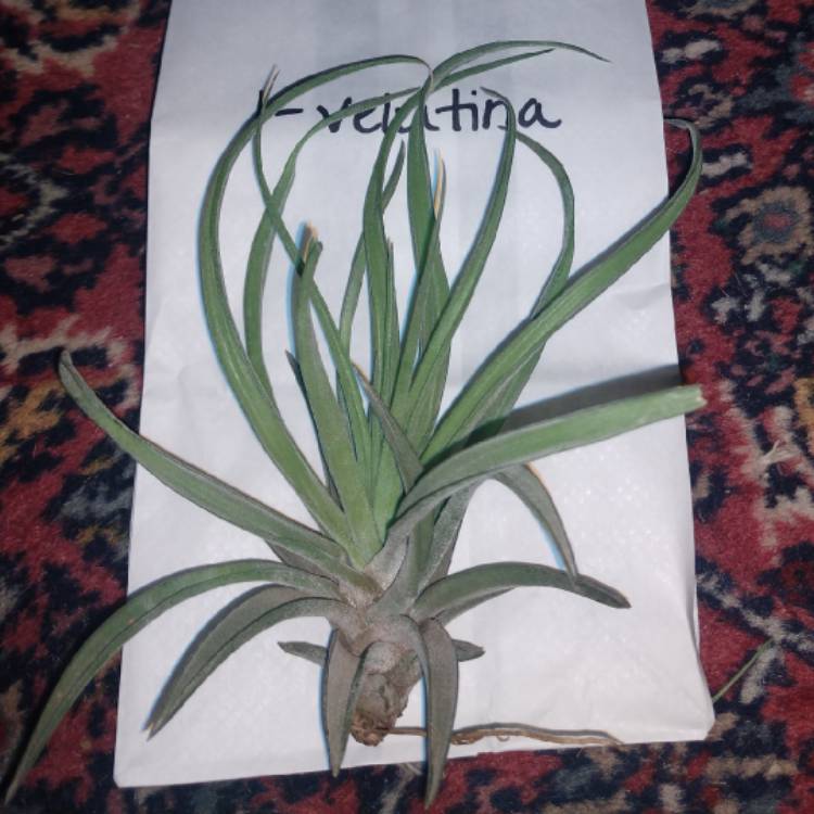 plant image 1186825