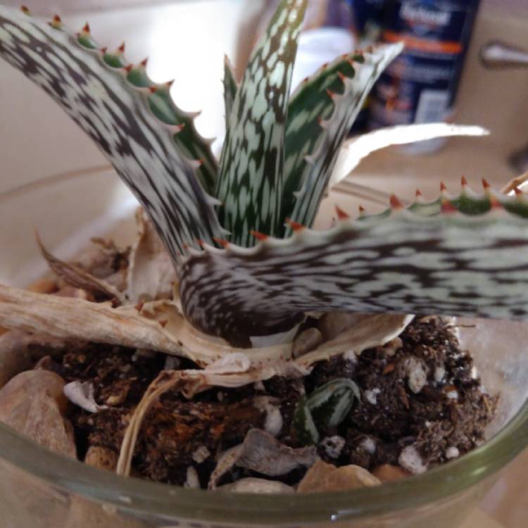 Plant image Aloe Somaliensis